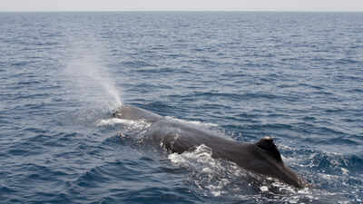 Scientists tagged sperm whales off Norway and found they release gas bubbles while sleeping vertically to remain suspended below the ocean surface