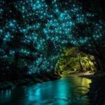 Why New Zealand forests look like a galaxy filled with glowworms at night