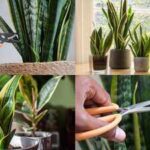 Snake Plant Propagation: Don't throw away snake plant leaves; Here's why gardeners bury them in other pots