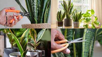 Snake Plant Propagation: Don't throw away snake plant leaves; Here's why gardeners bury them in other pots