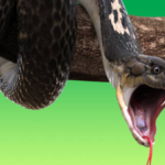 Wife sucked venom from cobra-bitten husband to save him, but ended up poisoned too; doctors warn against this dangerous snakebite myth
