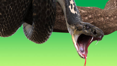 Wife sucked venom from cobra-bitten husband to save him, but ended up poisoned too; doctors warn against this dangerous snakebite myth