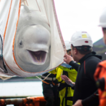 World's biggest marine mammal rescue begins in Canada as 30 beluga whales are relocated from shuttered Marineland after euthanasia fears