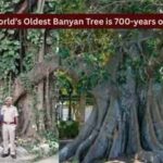 World's oldest scientifically dated banyan tree is in Bihar: How travellers can visit this remarkable 700-year-old living landmark |