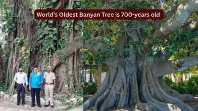 World's oldest scientifically dated banyan tree is in Bihar: How travellers can visit this remarkable 700-year-old living landmark |