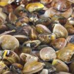 In 1988, zebra mussels arrived in North America through a ship’s ballast water; within 10 years, they had spread across all five Great Lakes