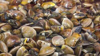 In 1988, zebra mussels arrived in North America through a ship’s ballast water; within 10 years, they had spread across all five Great Lakes