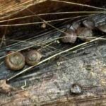 In 1996, Campbell’s keeled glass snail was declared extinct; 30 years later, more than 1,000 captive-bred snails have been returned to Norfolk Island