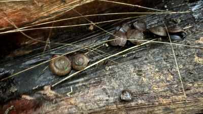 In 1996, Campbell’s keeled glass snail was declared extinct; 30 years later, more than 1,000 captive-bred snails have been returned to Norfolk Island
