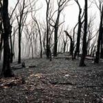 In 1987, Victoria began an A$26 million experiment inside a mountain ash forest; three decades later, the results surprised researchers