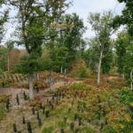In 2022, France promised 1 billion trees within a decade; four years later, a court struck down the decree funding the programme