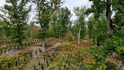 In 2022, France promised 1 billion trees within a decade; four years later, a court struck down the decree funding the programme