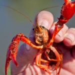 In 1974, Spain imported two tons of American red crayfish for aquaculture; 50 years later, the species cannot be removed