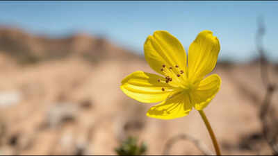 <b>A rare yellow-flowered California plant unseen since 1957 has been rediscovered after 68 years</b>