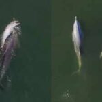 Watch: Viral video of dolphin carrying its dead newborn through the Indian Ocean reveals a deep and old 'mourning ritual'