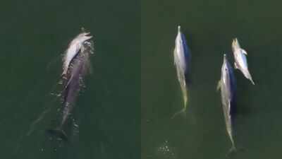 Watch: Viral video of dolphin carrying its dead newborn through the Indian Ocean reveals a deep and old 'mourning ritual'