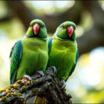 <b>How rose-ringed parakeets went from escaped pets to one of Britain's most recognisable birds</b>