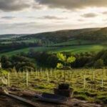 How British publisher Felix Dennis responded to England's centuries of woodland loss with a vision of planting 10 million trees in 1996