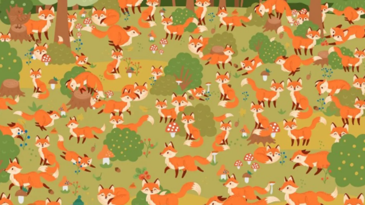 Optical illusion brain teaser: You might be a record breaker if you spot the 'blue-eyed fox' among the browns in this jungle