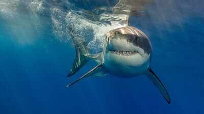 As UK oceans warm up, experts warn great white sharks are 'already lurking off beaches' and another toothy predator could follow