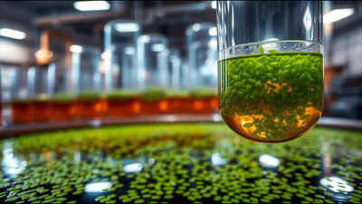 <b>How a Scottish biotech company is turning whisky waste into a sustainable source of omega-3</b>