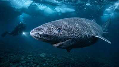 Scientists discover Greenland sharks can survive for centuries with functioning eyesight, overturning the long-held belief that they are blind