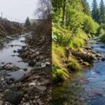How Vietnam veteran John Beal turned Seattle's polluted Hamm Creek into a thriving salmon habitat after doctors gave him just four months to live
