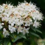 Scientists identify an insect-eating plant that just proved Charles Darwin's 150-year-old theory right