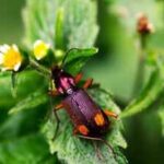 The insect that carries its own bomb: How the bombardier beetle turns chemistry into a weapon against its predators