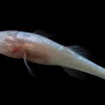 <b>Scientists discover a new eyeless cavefish genus hidden for decades inside one of America's most closely monitored caves</b>