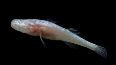 <b>Scientists discover a new eyeless cavefish genus hidden for decades inside one of America's most closely monitored caves</b>