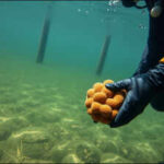 <b>Scientists placed 42 sea sponges in a polluted Spanish port. 455 days later, one species had thrived while four others died</b>
