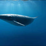 <b>Scientists discover three new stomach bacteria after 21 years of research that may be linked to chronic stomach disease in pygmy sperm whales</b>