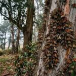 California's winter monarch migration has collapsed from millions in the 1990s to 12,260 butterflies in 2025; the third-lowest count ever recorded