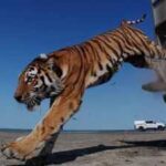 Kazakhstan's Caspian tiger was declared extinct due to hunting by the military and prey reduction, now the country has released its first tiger in the wild after 70 years