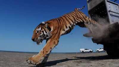 Kazakhstan's Caspian tiger was declared extinct due to hunting by the military and prey reduction, now the country has released its first tiger in the wild after 70 years