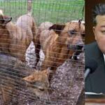 North Koreans told to eat dog meat soup to beat summer heat