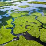 Across America's three coasts, 84% of wetlands are slowly submerging; only 16% are rising fast enough to keep pace with the sea