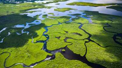Across America's three coasts, 84% of wetlands are slowly submerging; only 16% are rising fast enough to keep pace with the sea