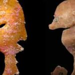 In 2006, a tiny deep-reef fish was pulled from deep water off South Australia and misidentified; nearly 20 years later, scientists recognised a new species