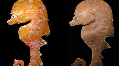 In 2006, a tiny deep-reef fish was pulled from deep water off South Australia and misidentified; nearly 20 years later, scientists recognised a new species