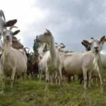 Experts used 'Judas goats' to hunt down their own kind, eliminating over 140,000 invasive goats in a $10.5 million mission to save the Galapagos' native wildlife