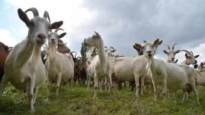 Experts used 'Judas goats' to hunt down their own kind, eliminating over 140,000 invasive goats in a $10.5 million mission to save the Galapagos' native wildlife