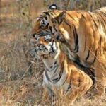 From Corbett's Paro to Tadoba's Maya: Meet the celebrity tigers and tigresses that turned India's wildlife sanctuaries into global safari destinations |