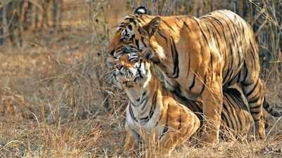 From Corbett's Paro to Tadoba's Maya: Meet the celebrity tigers and tigresses that turned India's wildlife sanctuaries into global safari destinations |