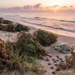 Texas has been using discarded Christmas trees on its beaches for years, and they're quietly helping sea turtles survive