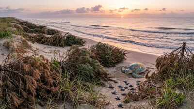 Texas has been using discarded Christmas trees on its beaches for years, and they're quietly helping sea turtles survive