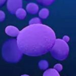 Over 3,000 cases of deadly fungus Candida auris reported in US: What it is, how it spreads- explained