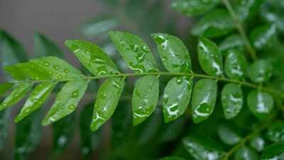Why your curry leaf plant isn't growing and how to fix it |