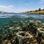 New York recycled almost 5,000 discarded toilets into artificial oyster reefs beneath Jamaica Bay instead of sending them to landfill; know why